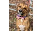 Adopt Shep a Tricolor (Tan/Brown & Black & White) Hound (Unknown Type) / Mixed