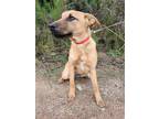 Adopt Abby a Brown/Chocolate - with Black Boxer / Labrador Retriever / Mixed dog