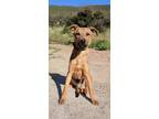 Adopt Teddy a Brown/Chocolate - with Black Boxer / Labrador Retriever / Mixed