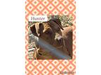 Adopt Hunter a Tan/Yellow/Fawn American Staffordshire Terrier / American Pit