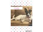 Adopt Cindy a White - with Brown or Chocolate Mixed Breed (Medium) / Mixed dog
