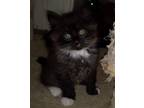 Adopt Webster a Gray, Blue or Silver Tabby Exotic / Mixed (medium coat) cat in