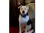 Adopt Ace a White - with Black Pit Bull Terrier / Mixed dog in Hazard