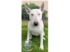 Adopt COH Dakota a White Bull Terrier / Mixed dog in Inglewood, CA (41244313)