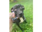 Adopt Connie a Black Boxer / Mixed dog in Lewis Center, OH (39323063)