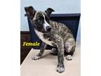 Adopt Stella a Brindle - with White Shepherd (Unknown Type) / Border Collie /