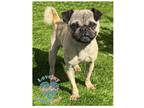 Adopt COH Rolo a Tan/Yellow/Fawn Pug / Mixed dog in Inglewood, CA (41244214)
