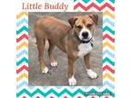 Adopt Little Buddy a Tan/Yellow/Fawn - with White Pit Bull Terrier / American