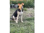 Adopt Kimbo a Black - with Tan, Yellow or Fawn Labrador Retriever / German