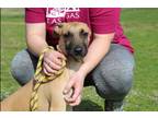 Adopt Odin a Tan/Yellow/Fawn - with White Black Mouth Cur / Mixed dog in