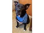 Adopt Bruce a Black - with White American Pit Bull Terrier / Husky / Mixed dog