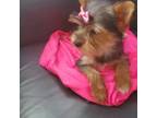 Yorkshire Terrier Puppy for sale in Wytheville, VA, USA