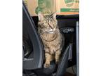 Adopt Trapper a Tiger Striped Domestic Shorthair / Mixed (medium coat) cat in