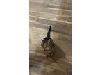 Adopt Prince a Tiger Striped Domestic Mediumhair / Mixed (medium coat) cat in