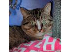 Adopt Marmaduke a Brown Tabby Domestic Shorthair / Mixed Breed (Medium) / Mixed