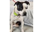 Adopt Silas a Black - with White Pit Bull Terrier / Mixed dog in Mansfield