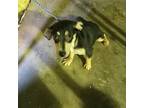 Adopt Pete a Tricolor (Tan/Brown & Black & White) Beagle / Harrier / Mixed dog
