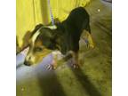 Adopt Repeat a Tricolor (Tan/Brown & Black & White) Beagle / Harrier / Mixed dog