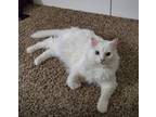 Adopt Willow a White Turkish Angora / Mixed (long coat) cat in San Antonio