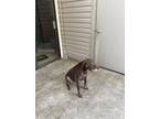 Adopt Watson a Brown/Chocolate - with White German Shorthaired Pointer / Mixed