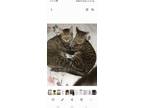 Adopt J Lo a Gray, Blue or Silver Tabby Tabby / Mixed (medium coat) cat in