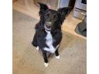 Adopt Luna a Black - with White Border Collie / German Shepherd Dog / Mixed dog