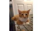 Adopt Kreature a Orange or Red Tabby Domestic Longhair / Mixed (long coat) cat
