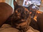 Adopt Anhika a Tortoiseshell Domestic Shorthair / Mixed (short coat) cat in