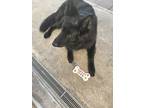 Adopt Oso a Black Belgian Malinois / Mixed dog in Oxnard, CA (41243905)