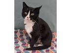 Adopt Lolo a Domestic Shorthair / Mixed (short coat) cat in Neillsville