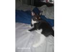 Adopt Kinder a Black & White or Tuxedo Domestic Mediumhair / Mixed (medium coat)