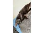 Adopt Rosie a All Black American Shorthair / Mixed (short coat) cat in Madison