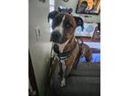 Adopt Izzy a Brindle - with White Boxer / American Pit Bull Terrier / Mixed dog