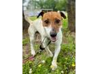Adopt Milo a Jack Russell Terrier / Mixed dog in St. Francisville, LA (41242262)