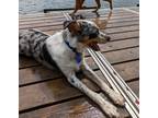 Adopt Mountain a Merle Australian Shepherd / Mixed dog in North Aurora