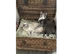 Adopt Ross & Monica a Gray or Blue Siamese / Mixed (medium coat) cat in