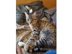Adopt Arthur a Tan or Fawn Tabby American Shorthair / Mixed (short coat) cat in