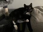 Adopt Junji a Black & White or Tuxedo Domestic Longhair / Mixed (long coat) cat