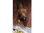 Adopt Nala a Brown/Chocolate American Pit Bull Terrier / Mixed dog in Bradenton