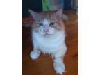 Adopt Rusty a Orange or Red (Mostly) American Bobtail (medium coat) cat in