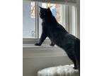 Adopt Dahlia a Black (Mostly) Domestic Longhair / Mixed (long coat) cat in