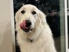 Adopt Mochi a White - with Tan, Yellow or Fawn Great Pyrenees / Golden Retriever