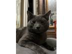 Adopt Biscuit a Gray or Blue Domestic Shorthair / Mixed (short coat) cat in