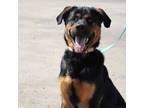 Adopt Teddy a Brown/Chocolate Rottweiler / German Shepherd Dog / Mixed (short