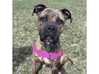 Adopt Penelope a Brindle Boxer / Mixed Breed (Medium) / Mixed (short coat) dog