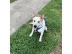 Adopt Max a Tan/Yellow/Fawn - with White Australian Cattle Dog / Mixed dog in