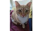 Adopt Ceaser a Orange or Red Domestic Shorthair (short coat) cat in Libby