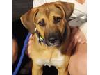 Adopt Luna a Tricolor (Tan/Brown & Black & White) Beagle / Labrador Retriever /