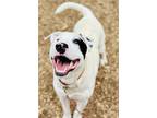 Adopt Zimba a White - with Black Bull Terrier / Mixed dog in Clarkesville
