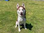 Adopt HILLIE a Red/Golden/Orange/Chestnut Siberian Husky / Mixed dog in Tustin